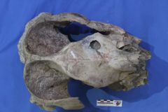 Pericotoxodon platignathuksen kallo jossa todennäköisesti Purussaurus neivensiken puremajälkiä.