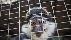 Mona-apinoita (Cercopithecus mona) pyydystetään elävien eksoottisten lemmikkien kauppaan osana laajempaa kansainvälistä kädellisten kauppaa, joka lisää luonnonvaraisiin kantoihin kohdistuvaa painetta.
