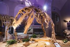 Näyttelysali, jossa suuren dinosauruksen luuranko.