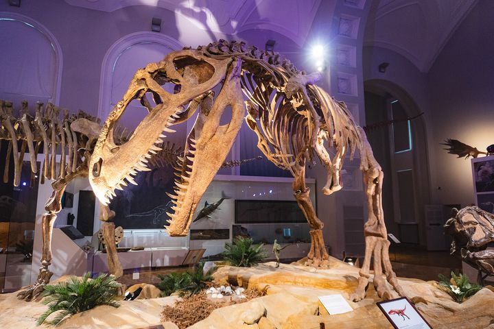Näyttelysali, jossa suuren dinosauruksen luuranko.