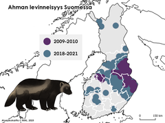 Kartta, joka näyttää ahman levinneisyyden Suomessa vuosina 2009-2010 ja 2018-2021. Mukana ahman kuva.