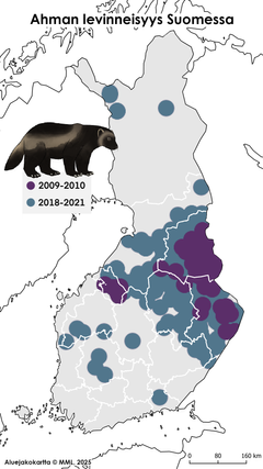 Kartta ahman levinneisyydestä Suomessa vuosina 2009–2010 ja 2018–2021. Vanhat havainnot sinisellä ja uudet violetilla. Kuva ahmasta kartan päällä.