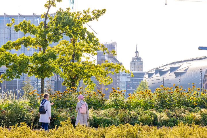 Two people stand beside a garden with tall sunflowers, near a cityscape with modern and older buildings in the background.