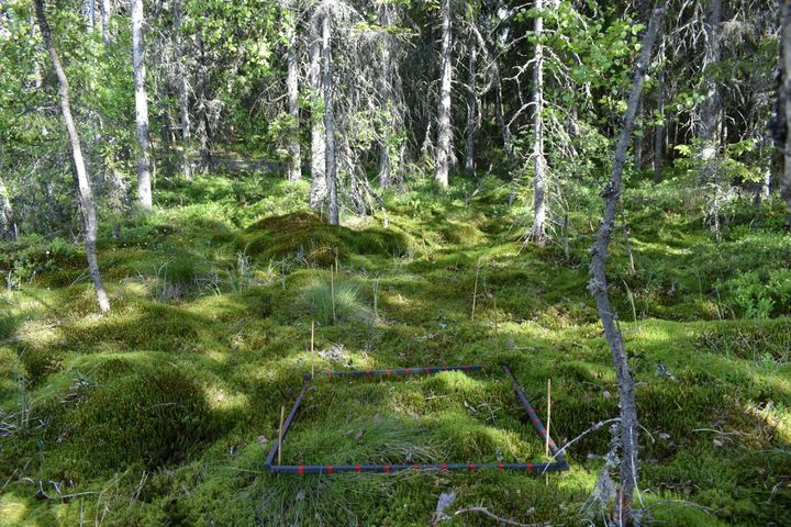 Kuvaa metsäisestä suosta.