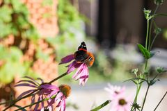 Kasvillisuutta kevytrakenteisessa paviljongissa urbaanissa ympäristössä, perhosia kukissa