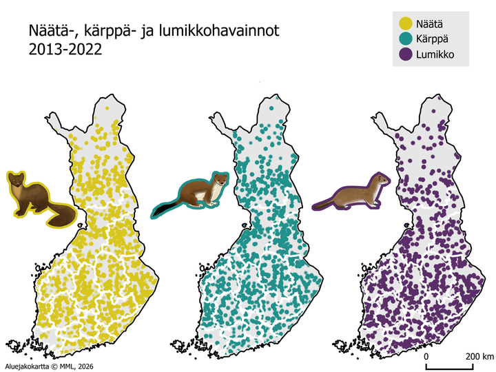 Kartta, joka näyttää näätien, kärppien ja lumikkojen havaintoja vuosina 2013-2022 eri puolilla Suomea. Näätä havainnot keltaisella, kärppä vihreällä ja lumikko violetilla.