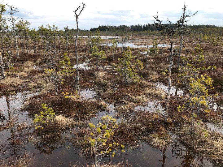 Avosuo, jossa on vettynyttä suomaastoa, ruskeaa sammalta ja heinää sekä nuoria vihreitä mäntyjä ja kuolleita, lehdettömiä puita. Taustalla metsää ja vesialuetta.