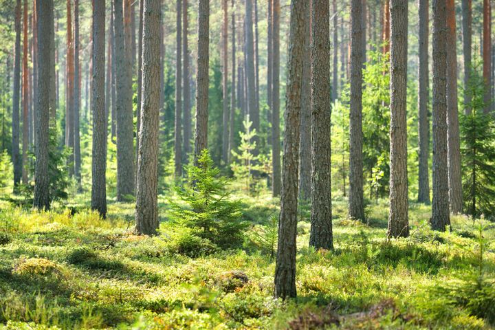 Edellisen vuoden toukokuuhun verrattuna havutukkien kantohinnat olivat 5 prosenttia ja koivutukin 14 prosenttia korkeammalla kuin vuosi sitten.