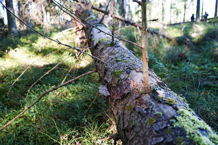 Suomalainen metsäala tekee paljon vapaaehtoisia toimia, joiden tavoitteena on turvata luonnon monimuotoisuutta ja kääntää metsälajien uhanalaistumiskehitys laskuun.