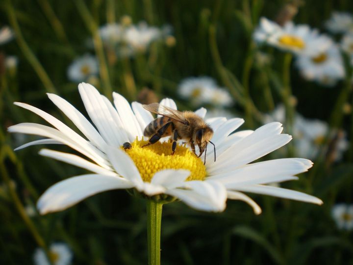 Kuvassa on kukka ja mehiläinen.