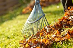 Kuvassa harava ja kasa maahan pudonneita lehti.