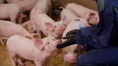 Snellmanin tavoitteena on täysi vapaaporsitus 2028