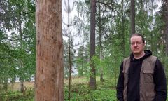 Lauri Haataja, Metsäkeskus.