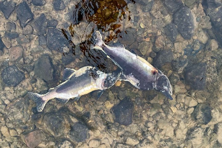 Kuolleita kaloja vedessä