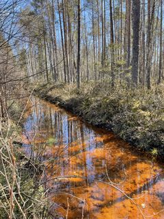 Ruosteenvärinen oja metsässä