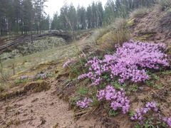 Pieniä kukkia hiekkamaalla