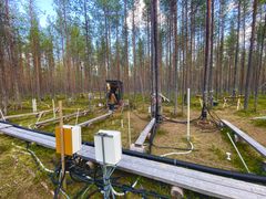 Metsätutkimusalue Oulangalla, jossa on mäntyihin asennettuja laitteita ja antureita. Maassa kulkee kaapeleita ja mittauslaitteita.