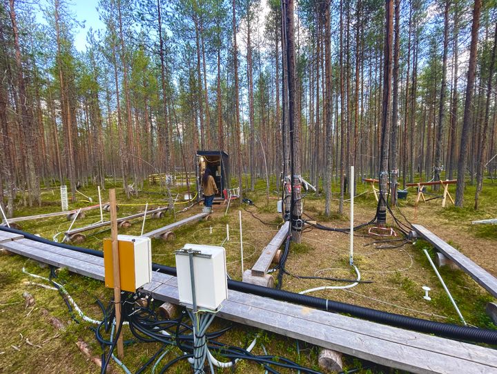 Metsätutkimusalue Oulangalla, jossa on mäntyihin asennettuja laitteita ja antureita. Maassa kulkee kaapeleita ja mittauslaitteita.