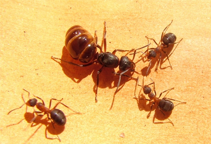 Viisi mustanruskeaa muurahaista oranssilla taustalla, mukana selvästi suurempi kuningatarmuurahainen.