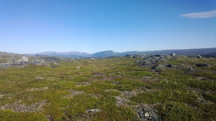 Kuva tunturimaisemasta
