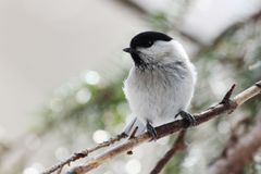 Lintu oksalla talvisessa ympäristössä.