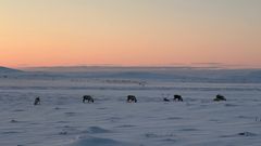Poroja laiduntamassa lumisella tundralla auringonlaskun aikaan.