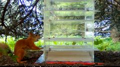 Orava tutkii läpinäkyvää, moniportaista pulmapurkkia puistossa.