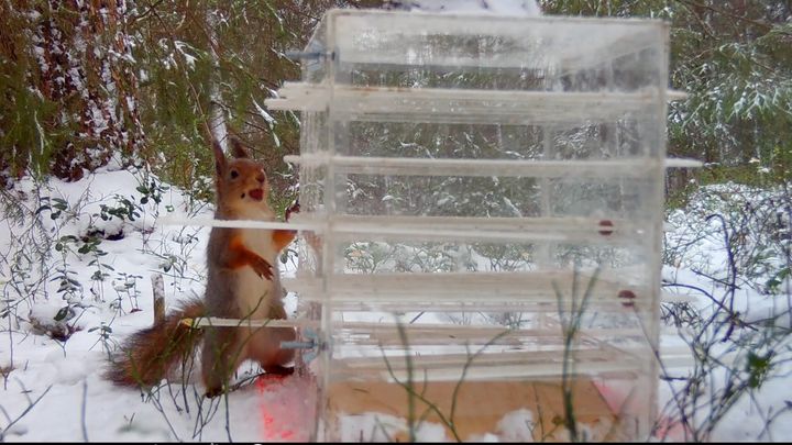 Orava tutkii lumisessa metsässä pulmalaatikkoa, joka muistuttaa ruokinta-automaattia.