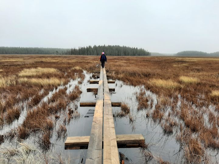Henkilö kävelee pitkospuita pitkin suolla.
