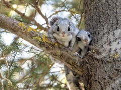 Kaksi liito-oravaa istuu puun oksalla.