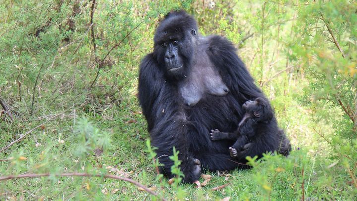 Vuorigorillanaaras istuu imeväisen kanssa vehreässä ympäristössä.