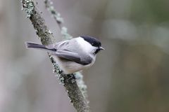 Hömötiainen istuu oksalla metsässä.