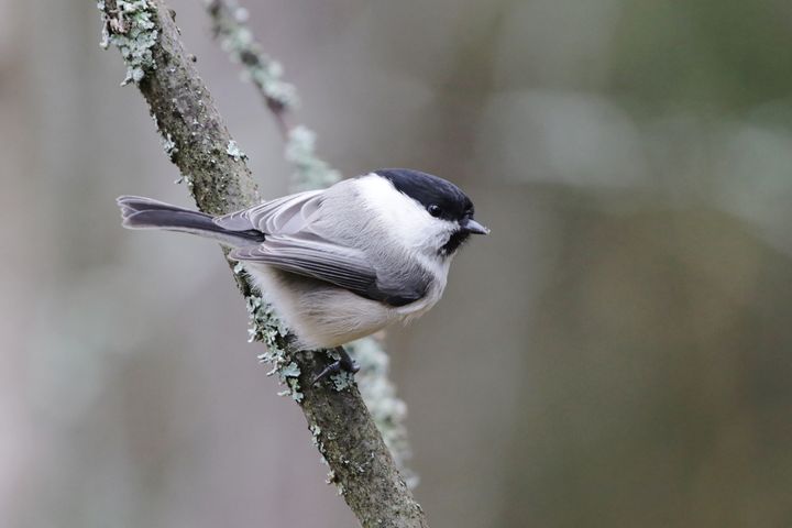 Hömötiainen istuu oksalla metsässä.
