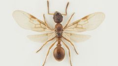 Ryppyviholaiskuningatar, siivekäs hyönteinen, valkoisella taustalla.