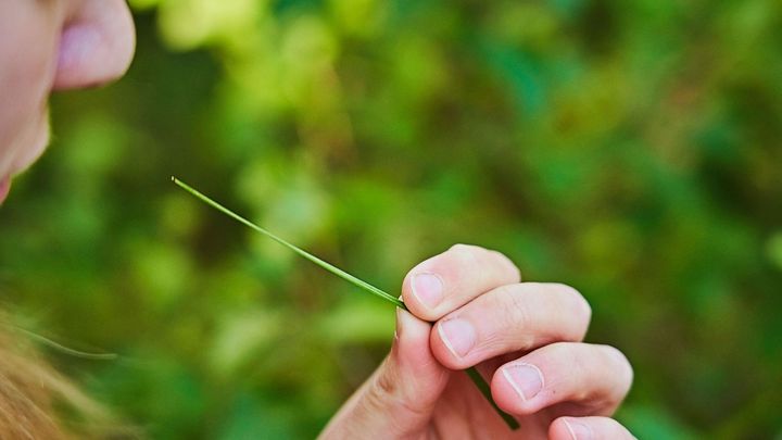 Henkilö pitelee ohutta heinänkortta sormissaan vihreän taustan edessä.