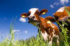 Kaksi lehmää seisoo vihreällä niityllä sinisen taivaan alla.