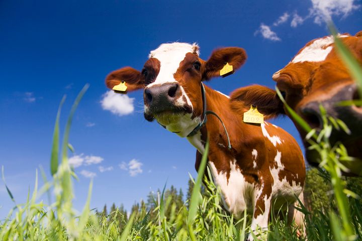 Kaksi lehmää seisoo vihreällä niityllä sinisen taivaan alla.