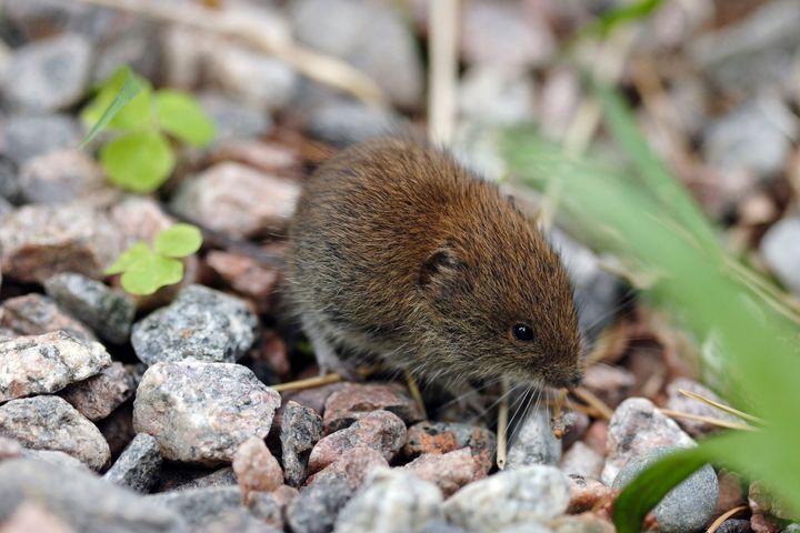 Kuvassa%20mets%E4myyr%E4%20kivikossa.