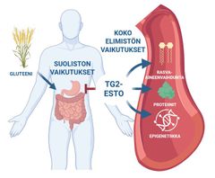 Kuva: Gluteeni käynnistää keliakiaa sairastavan suolistossa tulehdusreaktion, jota voidaan ehkäistä estämällä transglutaminaasi 2:n (TG2) toimintaa. Tuore tutkimus osoittaa, että kokeellinen TG2-estäjä vaimentaa gluteenin vaikutuksia myös rasva- ja proteiiniaineenvaihdunnassa sekä epigeneettisellä tasolla, eli vaikutukset ulottuvat laajasti koko elimistöön. Kuva Keijo Viiri. Kuva on laadittu BioRender-ohjelmistolla (BioRender.com).