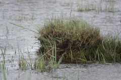 Etelänsuosirrin pesä tulvivassa vedessä Perämeren matalalla rannalla. Pesä on heinikon peitossa ja ympärillä on runsaasti vettä.