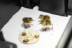 Kolme etelänsuosirrin poikasta laboratoriossa valkoisella alustalla.