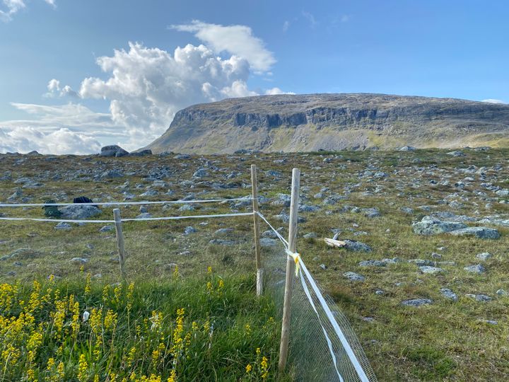 Aidattu tutkimusala Kilpisjärvellä; etualalla keltaisia kukkia ja taustalla vuori.