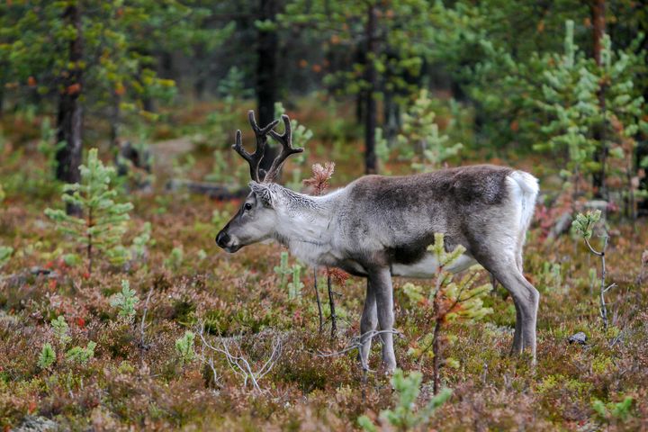 Poro seisoo havumetsän aluskasvillisuuden keskellä.