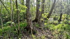 Lehtipuumetsää Fastholman luonnonsuojelualueella.