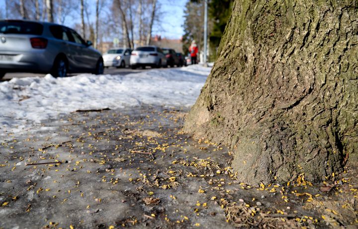 Liito-oravan papanoita puun tyvellä.