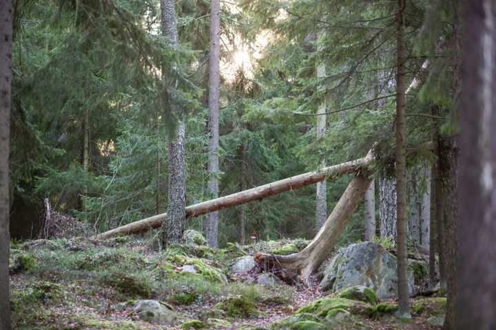 Meri-Rastilan metsä on pääosin luonnontilaisen kaltaista tuoretta ja lehtomaista kangasta ja kalliometsää.