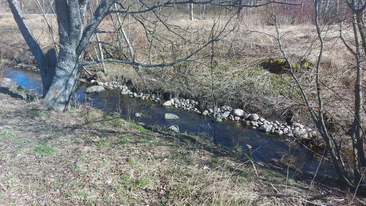 Mustapuron kutusoraikkoa keväällä 2024.