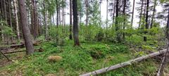 Porvarinlahden etelärannan metsää.