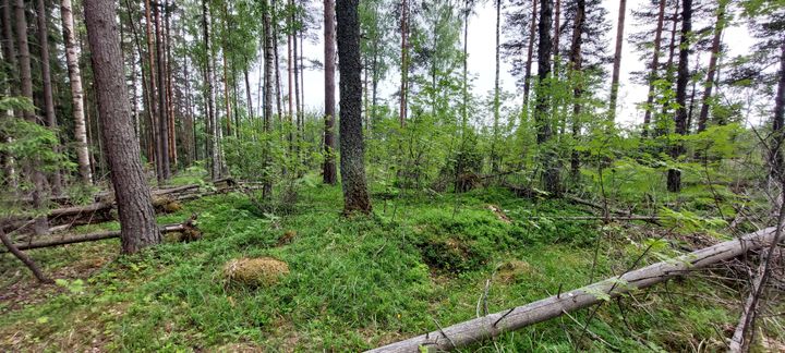 Porvarinlahden etelärannan metsää.