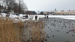 Vinterutfodringsplats i Tokoistranden.